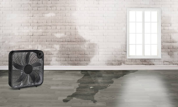 Best Sewage cleanup and water damage restoration  in Nicholson, GA
