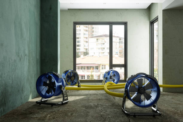 Best Mold removal after water damage  in Nicholson, GA